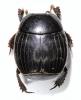 Margarinotus ventralis